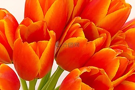 花,郁金香,橙色