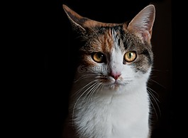 猫,看看,明暗法