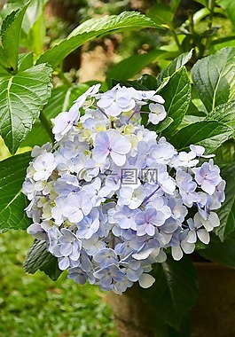 花,鲜花,淡紫色的小花