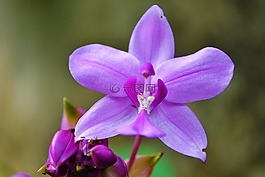 兰花,紫色兰花,花园