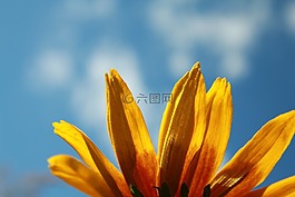 花卉,金光菊,鲜花
