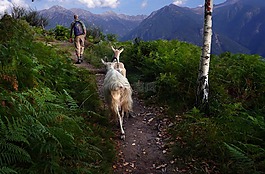 山羊,山径,回家的路上