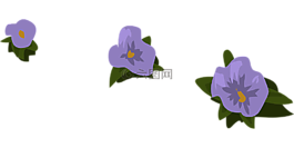 鲜花,紫色,分散