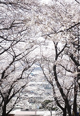 公园,春天的花朵,失焦