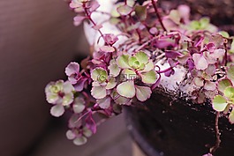 多汁,花,花园