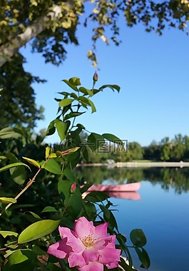 湖,皮划艇,花