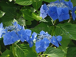 八仙花,蓝色花,蓝色