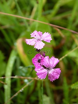 香石竹,花,露珠