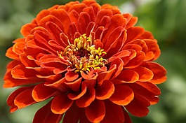 百日草,开花,花