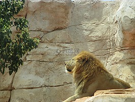 动物,动物园,公园