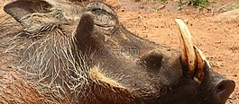 warthog,野猪,非洲野猪