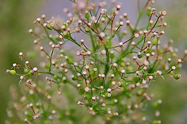 秋季,植物,性质