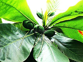 杏仁,坚果,螺母