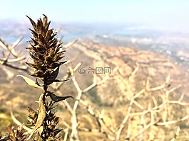 植物,自然,na