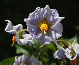 马铃薯开花,马铃薯,erdapfelblüten