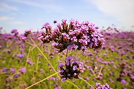 马鞭草,薰衣草,花田