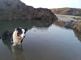 牧羊犬,rockpool餐馆,汤米的坑