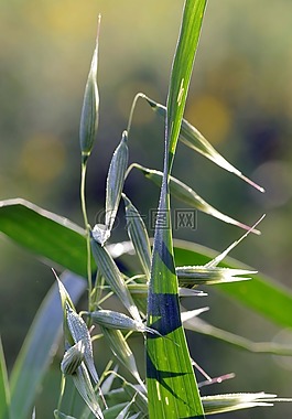 燕麦,玉米,谷物