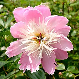 牡丹,花花园,开花