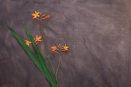 crocosmia,花,schwertliliengewaechs