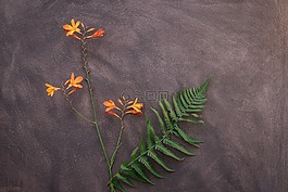 crocosmia,花,schwertliliengewaechs