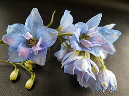 鲜花,拉克斯珀,ostróżki