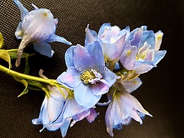 鲜花,拉克斯珀,ostróżki