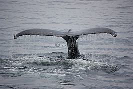 鲸鱼,动物,翅