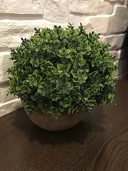 盆栽,植物,摆件