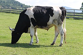 好的 aiderbichl,动物,牛