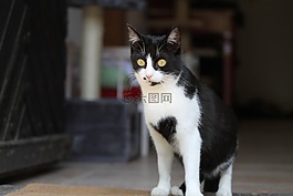 aiderbichl,动物,猫