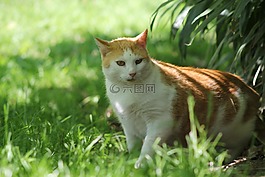 aiderbichl,动物,猫