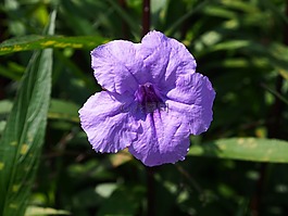 草花,紫色,永和
