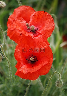 罂粟,红色,花瓣