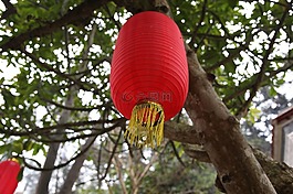 红灯笼,挂,树