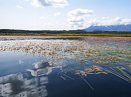 湖,秋季,野草