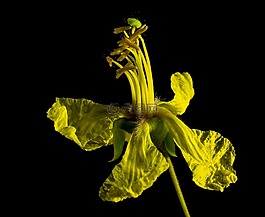 梅花,开花,黄色