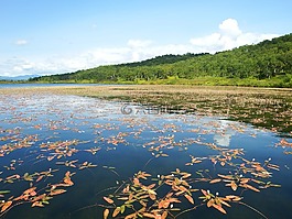 湖,秋季,野草