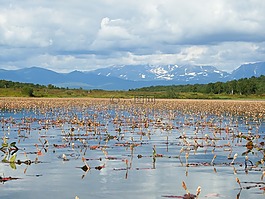 湖,秋季,野草