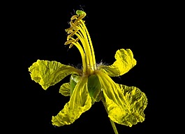 梅花,开花,黄色