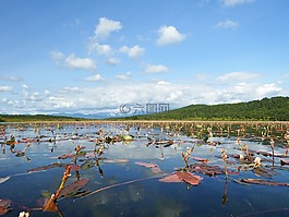 湖,秋季,野草