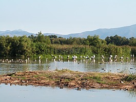鸟,湿地,的empordà