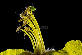 梅花,开花,黄色