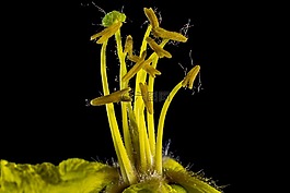 梅花,开花,黄色