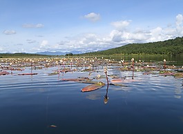 湖,秋季,野草