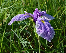淡紫色的光圈,花,开花