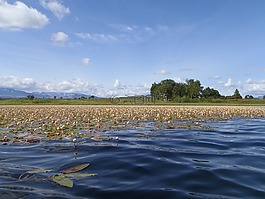 湖,秋季,野草