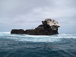 加拉帕戈斯,岛,鸟