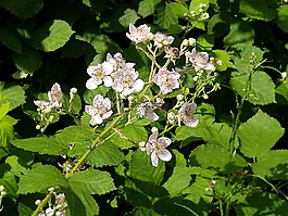 brombeerblüten,鲜花,白色的花