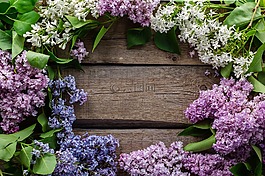 鲜花,明信片,紫色